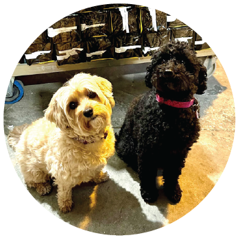 Office Managers Bella & Ricco